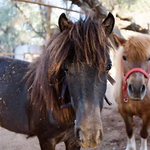 Paradisio Baby & Kinder Stavros (Crete)